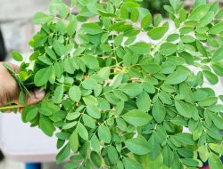 Manfaat Daun Kelor Untuk Kanker, Asam Urat, Diabetes, Kecantikan, Cara Mengolahnya