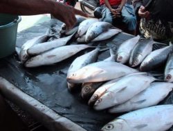 Bandeng, Sumber Gizi Penting bagi Tubuh