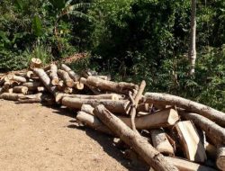 Gubernur NTT Perintahkan BKSDA dan Dishut Hentikan Pengiriman Kayu ke Luar NTT