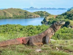 Wisatawan Asing Keberatan Dengan Kenaikan Tarif Masuk TN Komodo