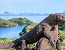 Gubernur NTT: Mengapa Saya Tutup Pulau Komodo ?
