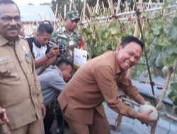 Korinus Masneno: Tanam Melon Butuh Ketekunan