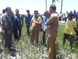 BWS II Bohongi Petani Sawah Noelbaki ?