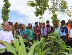 Harga Biji Lamtoro Teramba Capai 50.000/KG 