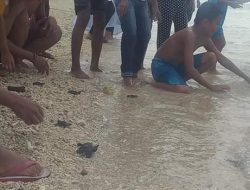 Lindungi Penyu Daud Bella dan Keluarga Pernah Diinterogasi Aparat