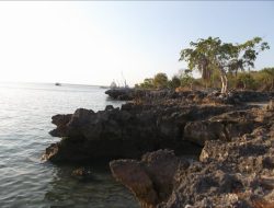 Ada “Mulut Buaya” di Pantai Kelapa Satu