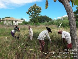 Babinsa Kodim 1604/Kupang Jadi Motivator Petani Kuimasi