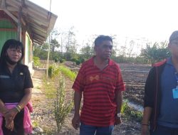Amin Juariah: “Program Penangkaran Bibit Jagung di Kabupaten Kupang Sebenarnya 100 HA”