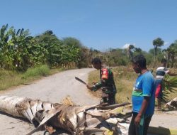 Pohon Tumbang Halangi Jalan, Ini Yang Dilakukan Babinsa Koramil 1604-02/Camplong