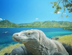 Tidak Boleh Ada Hotel di TN Komodo, Ini Alasan Gubernur NTT !!