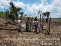 Babinsa Sulamu Peduli Petani