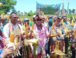 Salut !! Gubernur NTT Panen Jagung di Musim Panas