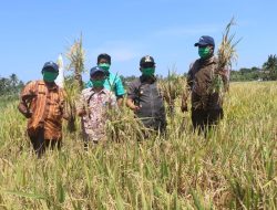 Panen Padi Mapan P-5, Jerry:”Saya Apresiasi Keberhasilan Poktan Tunas Baru”