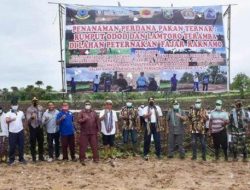 Pemkab Kupang – TNI AL Kembangkan Rumput Odod dan Lamtoro Teramba