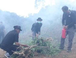 5 Hektare Ladang Ganja di Sumut Dicabut dan Dibakar