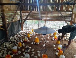 Dorong Minat Masyarakat, Koramil 1604-02/Camplong Budidaya Ayam Broiler