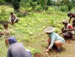 Salut !! Di Kebun pun Babinsa Ada