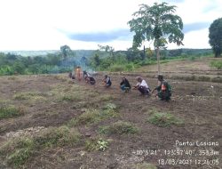 Salut !! Babinsa Camplong Tanam Sorgum Bersama Poktan Sinar Oelnaiola