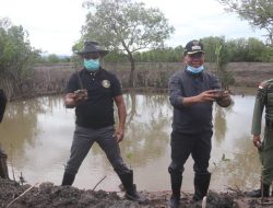 Lestarikan Hutan Mangrove Bupati Kupang – Rektor Undana Lakukan Ini  !!