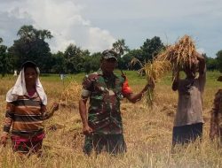 Ini Baru Motivasi !! Babinsa Ikut Panen Padi Bersama Warga Binaan