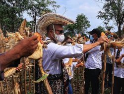 Dua Tahun Gubernur NTT Panen Jagung,