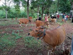 IB Berhasil Gubernur NTT Bahagia