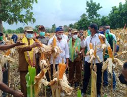 Gubernur NTT:”Saya Mau Kita Panen Jagung Program TJPS Mencapai 5000 Ha di TTU”