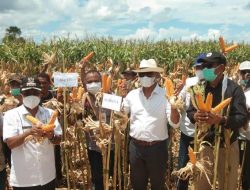 Gubernur Panen Jagung TJPS di Bena dan Oe’ekam TTS