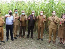 Butuh Kerjasama Kembangkan Sorgum
