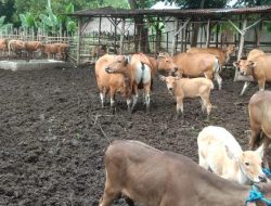 Gubernur NTT:”Di Jepang 300 Sapi Diurus Satu orang, Kita Di Sini 10 Sapi Diurus Puluhan orang”