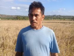 Janji Bangun Bendungan Air Sagu Tinggal Janji, Musim Tanam kedua Tanpa Hasil