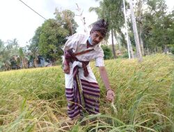 Hama Wereng Serang Padi, Petani Bello Rugi Puluhan Juta