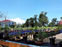 KOBOI Pamer Bonsai di Kupang ? Berkunjung Yuk !!