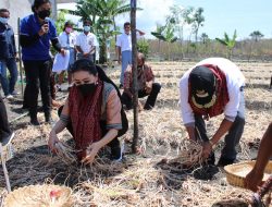 Panen Bawang Merah, Ini Pesan Julie Laiskodat