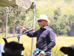 Gubernur NTT Panen dan Temu Lapang Perbenihan Tanaman Padi