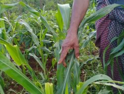 Hama Belalang Mulai Serang Jagung Petani Bello