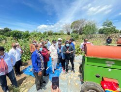 Setelah Dialog dengan Masyarakat Ile Ape, Gubernur Panen Sorgum