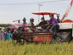 Tiba di Manggarai Barat, Gubernur Langsung Panen Padi, Bersama Masyarakat