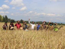 Panen Padi Perdana di Desa Manusak, Obet Laha:”Saya Yakin Program Pertanian Sukses”