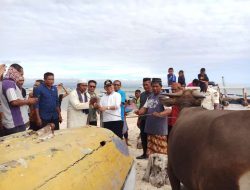 Umat Muslim Sulamu, Dapat Hewan Kurban Dari Gubernur