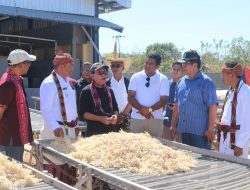 Potensi Bawang di Semau Menjanjikan, Kehidupan Petani Makin Baik