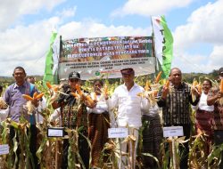 Gubernur dan Wabup Kupang, Panen Pembenihan Jagung Hibrida