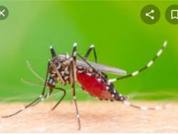 Waspada !! DBD Mulai Makan Korban, Anak 6 Tahun di Bello, Terjangkit