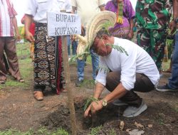Korinus Masneno, Pimpin Masyarakat Kuimasi, Tanam Lamtoro Terambah