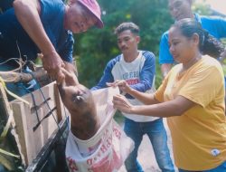 Penyaluran Babi Selesai, Distribusi Sapi dan Ayam KUB, Minggu Ini