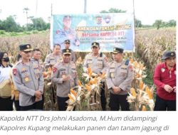 Ada Kapolres Kupang di Samping Kapolda, saat Tanam dan Panen Jagung Hibrida