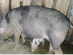 Wesly: “Kalau Dinas Peternakan Nyatakan Makan Daging Babi Mati, ya Kita Stop Jual”