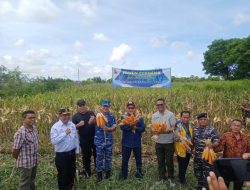Panen Jagung Perdana, Danlanud El Tari Hadirkan Wagub NTT