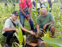 Hadapi Resesi Ekonomi, Dinas Pendidikan Tanam Tiga Ribu Anakan Kelor di Kolhua