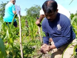 Ikut Menanam Tanaman Produktif, Penjabat Wali Kota Kupang Apresiasi Dinas Pendidikan